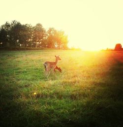 Animal on grassy field