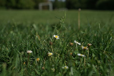 Close-up of small plant growing on field