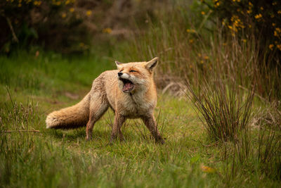 Fox barking