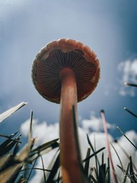 Close-up of mushroom growing on land against sky