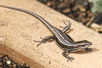 Close-up of lizard on land