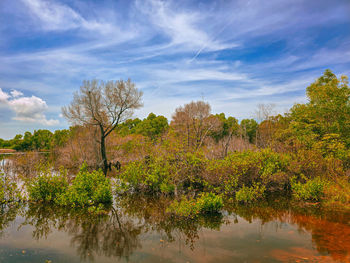nature