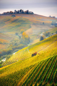 Scenic view of agricultural field, langhe