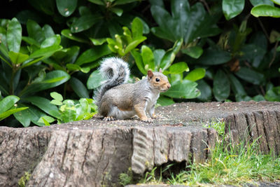 Close up of squirrel on tree trunk