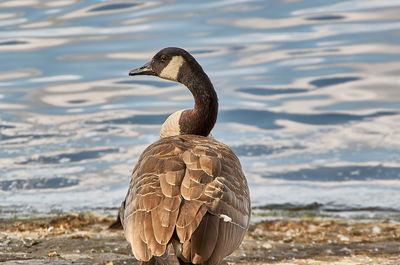 Close-up of duck in lake