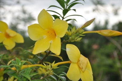 Close-up of yellow flowers blooming outdoors