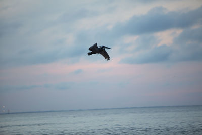 Low angle view of helicopter flying over sea against sky