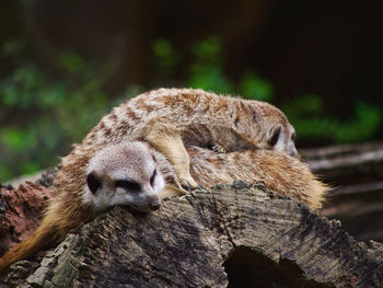 Close-up of meerkats on wood sleeping