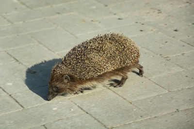 Hedgehog on the road, view on a sunny spring day