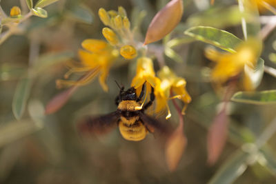 Close-up of bee by blooming flowers