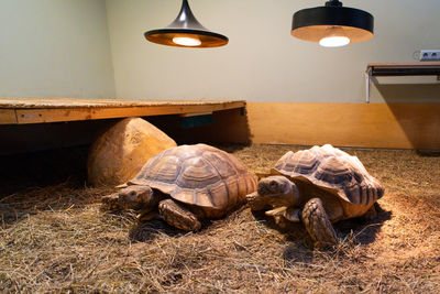 turtle