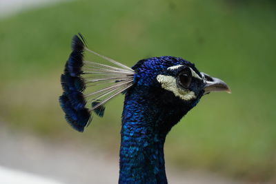 Close-up of a peacock