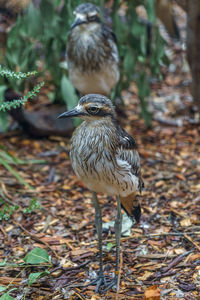 Close-up of bird perching on a land