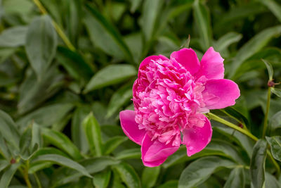 Close-up of pink flowering plant
