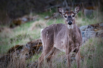 Portrait of deer standing on field