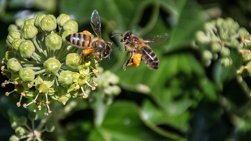 Close-up of honeybees on flower buds