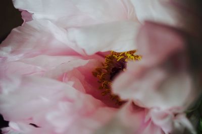 Extreme close-up of flower