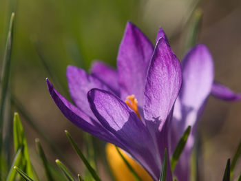 Close-up of purple crocus flower