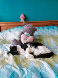 Close-up of cat lying on bed