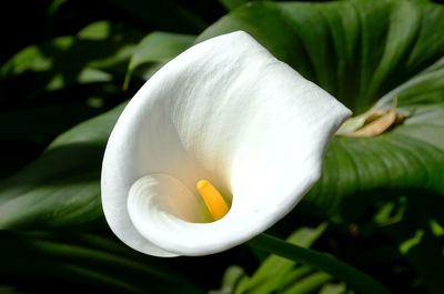 Close-up of white rose flower