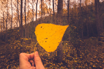 Cropped hand holding yellow leaf in forest