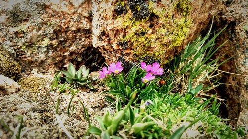 Close-up of purple crocus blooming outdoors