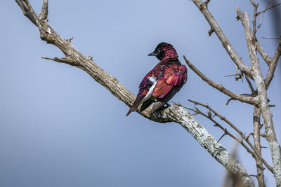 Low angle view of bird perching on branch