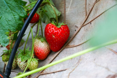 Close-up of strawberries