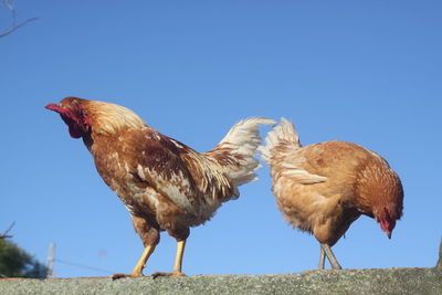 Low angle view of birds against clear blue sky