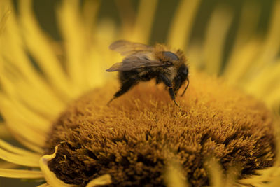 Close-up of bee pollinating on flower