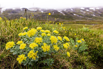 Yellow flowers growing on field