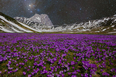 Scenic view of snowcapped mountains