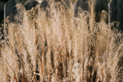 Close-up of stalks in field