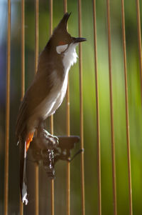 Close-up of bird perching on metal