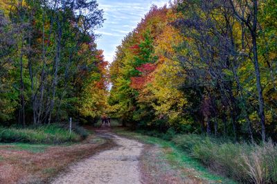 Narrow footpath amidst trees during autumn