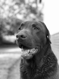 Close-up of dog looking away