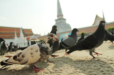 Close-up of seagulls against buildings in city