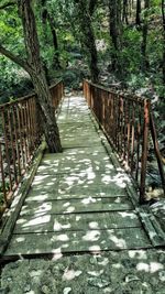 Walkway amidst trees