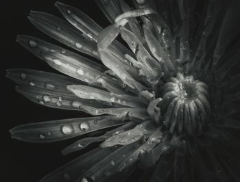 Close-up of water drops on flower