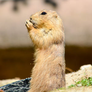 Close-up of squirrel looking away