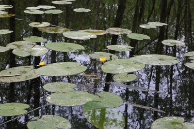 Plant growing in water