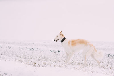 Close-up of dog standing on snow