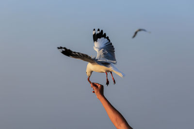 Low angle view of a bird flying