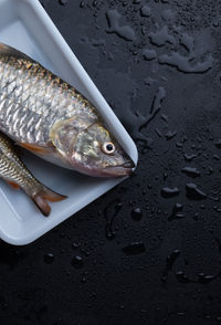 Close-up of fishes in plate