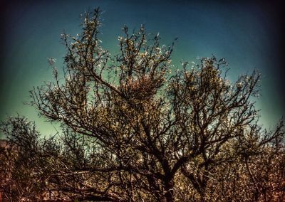 Low angle view of bare trees against sky