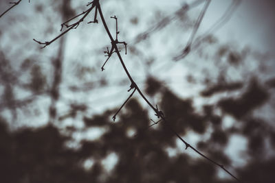 Close-up of tree against sky