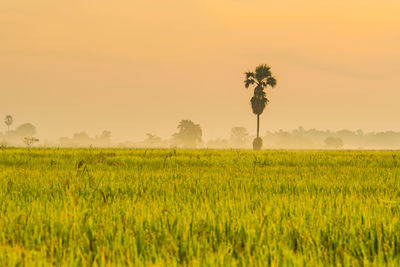 Scenic view of agricultural field against sky during sunset