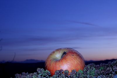 Close-up of apples in sea against sky