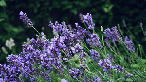 Close-up of purple flowering plants on field