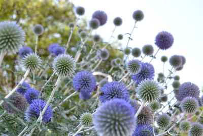 Close-up of purple flowering plants